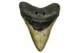 Fossil Megalodon Tooth - North Carolina #378017-1